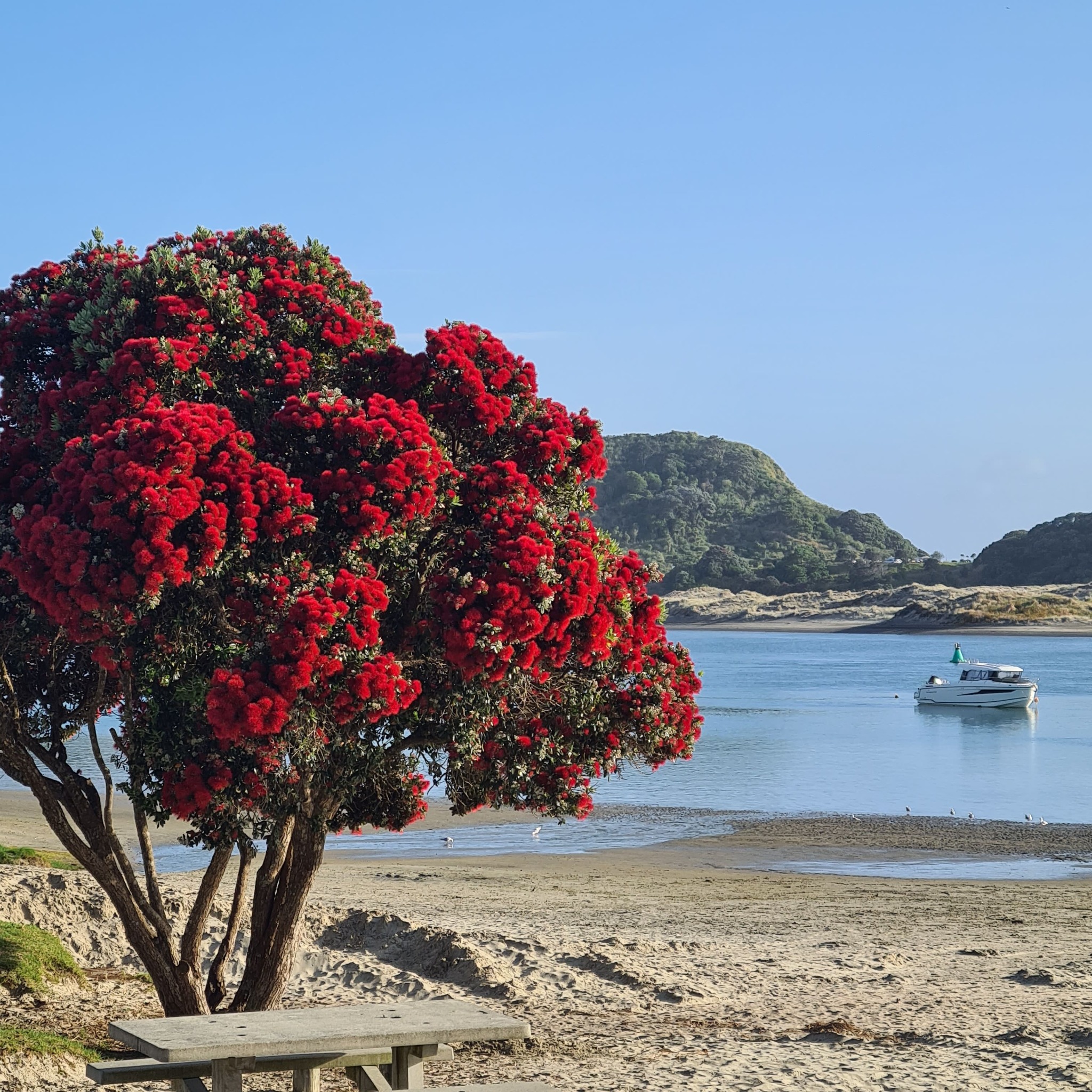 Flowering pōhutukawa beside Mangawhai Harbour